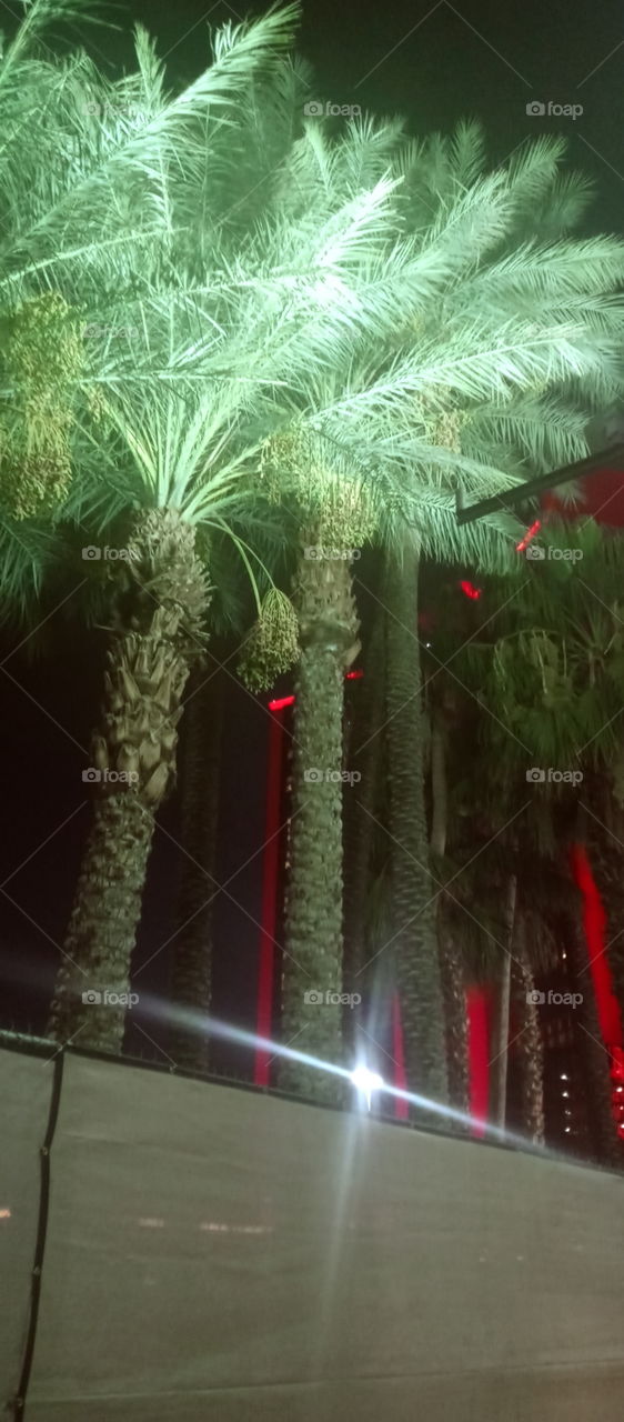 please no more palm trees please not one more 😂