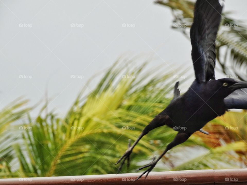 Blackbird Taking Flight. Large Black Bird Launching Into The Air With Spread Wings
