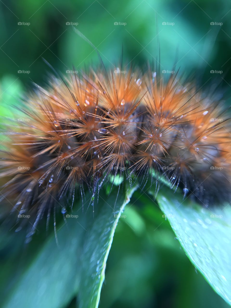 Caterpillar fur