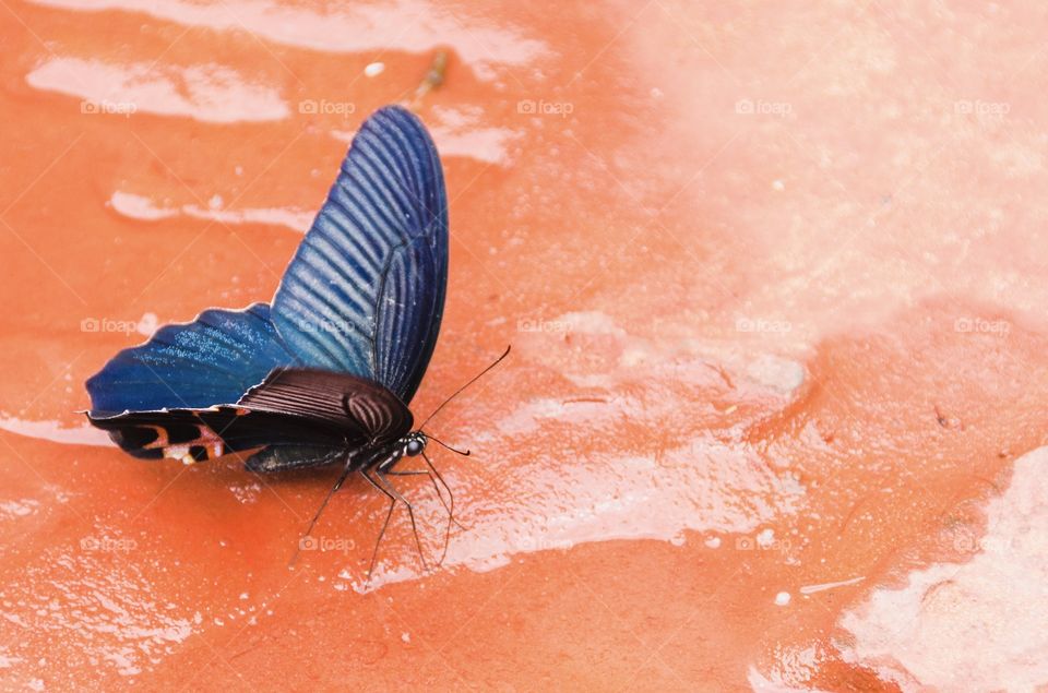 chishui butterfly