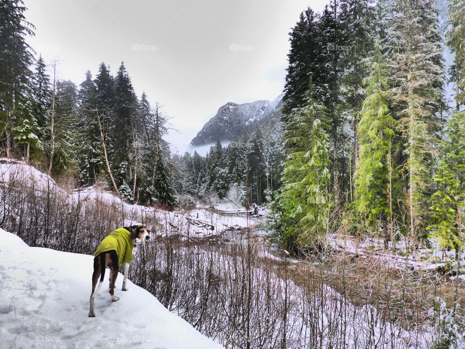 Snow hiking. Best buddy hiking the Monte Cristo Ghost Trail