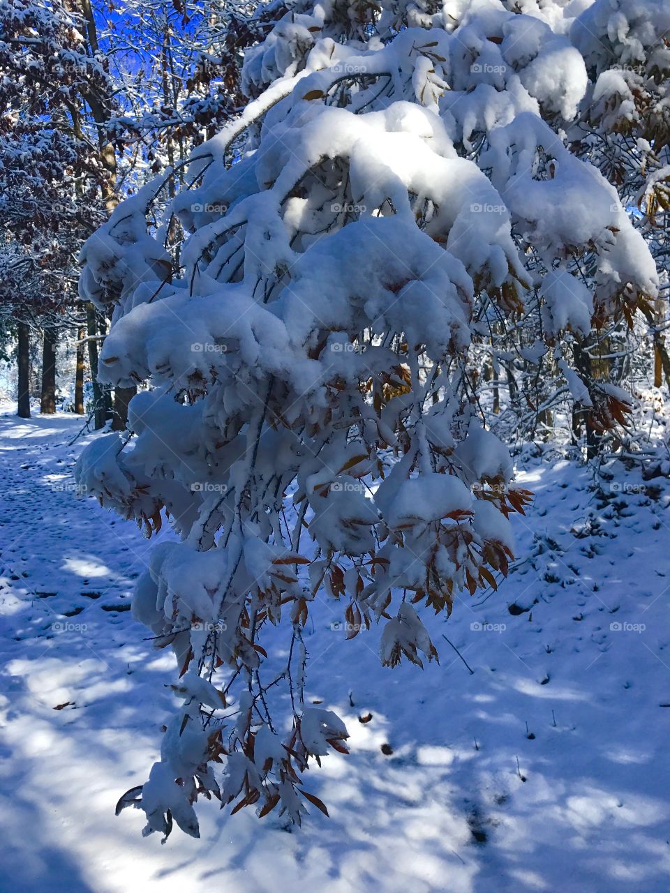 Snowy Treebranch