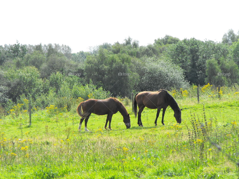Two horses on a field, summer