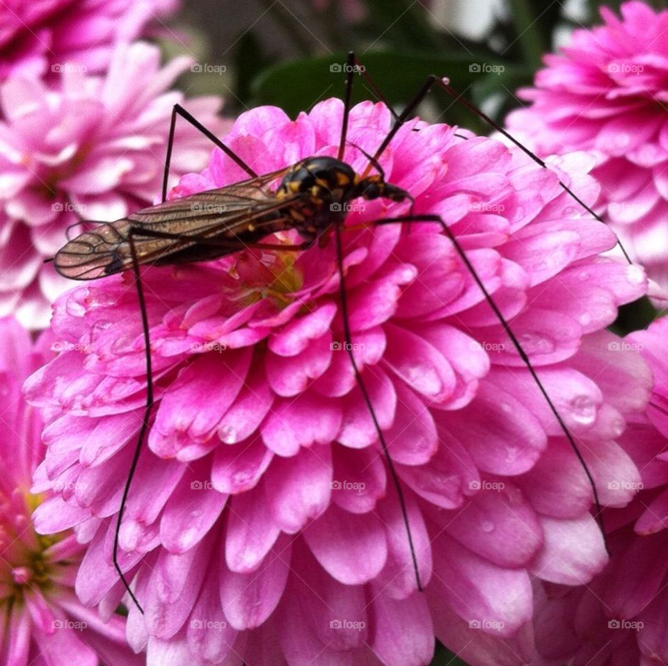 flower insect by smartini65