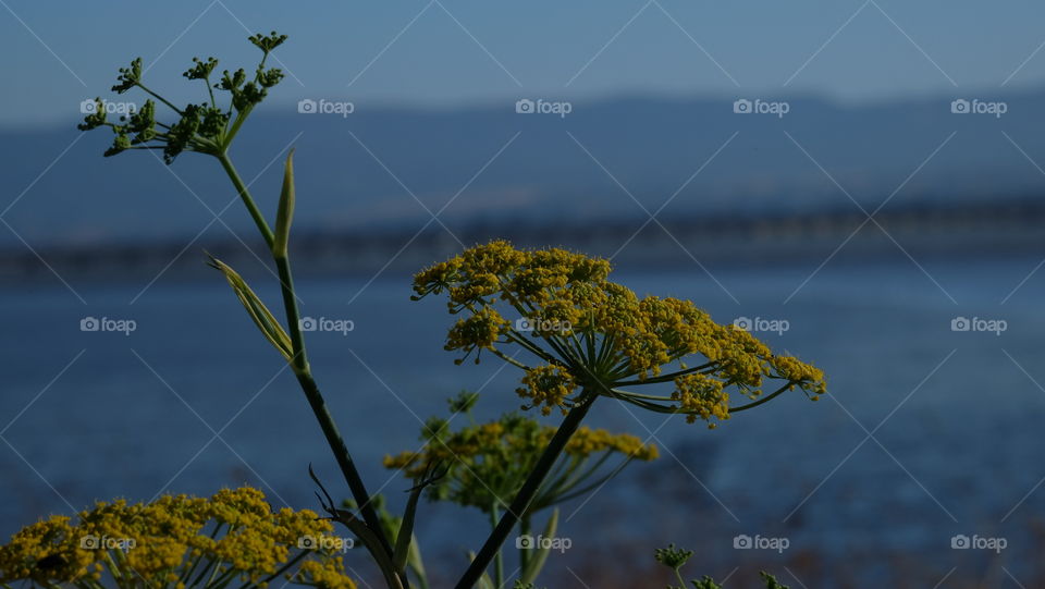 Wild fennel growing on the coast