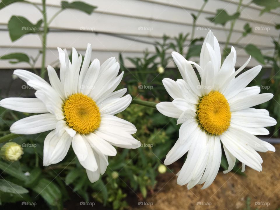 Daisies