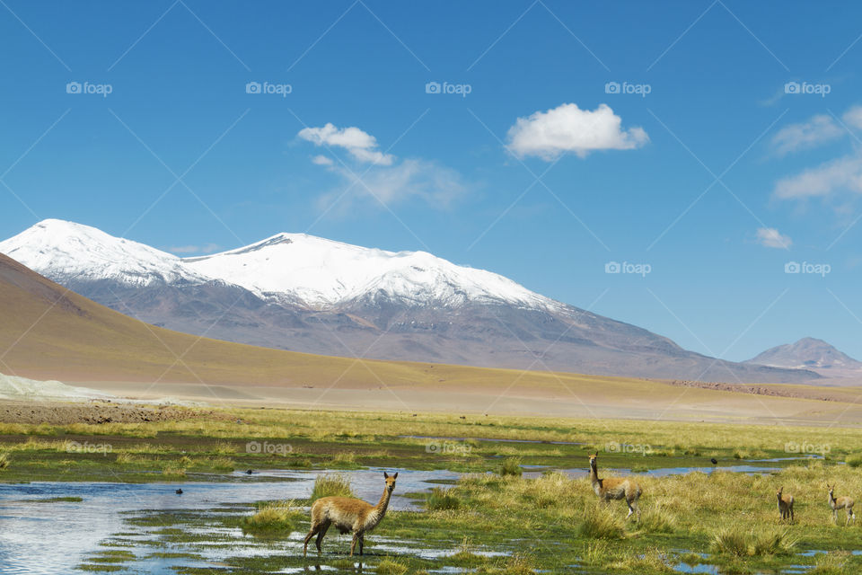 Animals in the wild - Atacama desert.