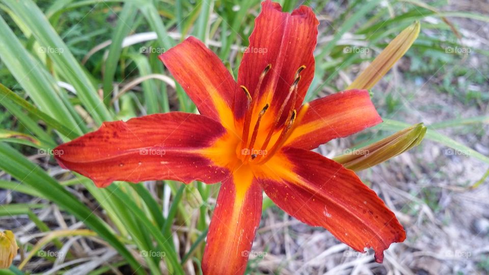 Orange day lily. one of the lilies in my yard