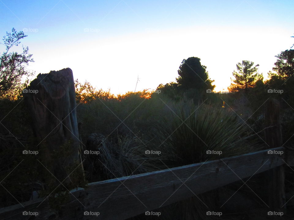 Landscape, Tree, Sunset, Dawn, No Person