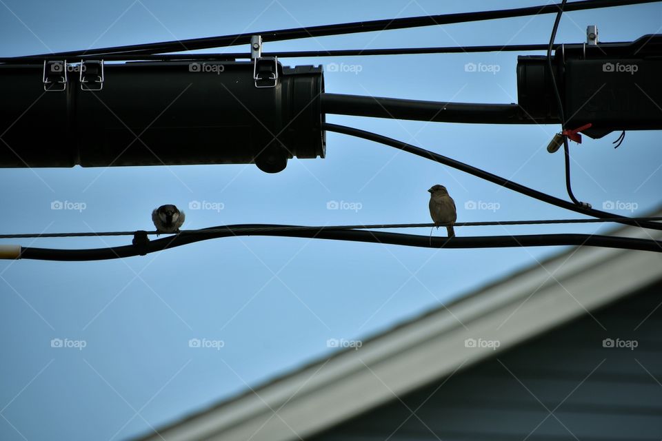 Birds on telephone wire 