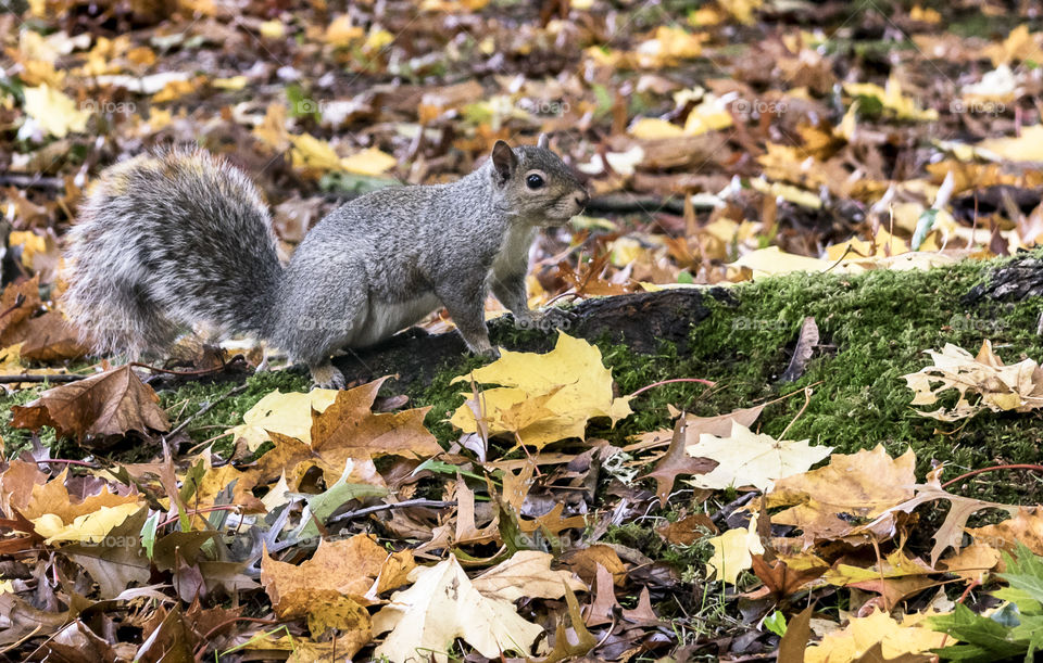 Close-up of squirrel in autumn forest