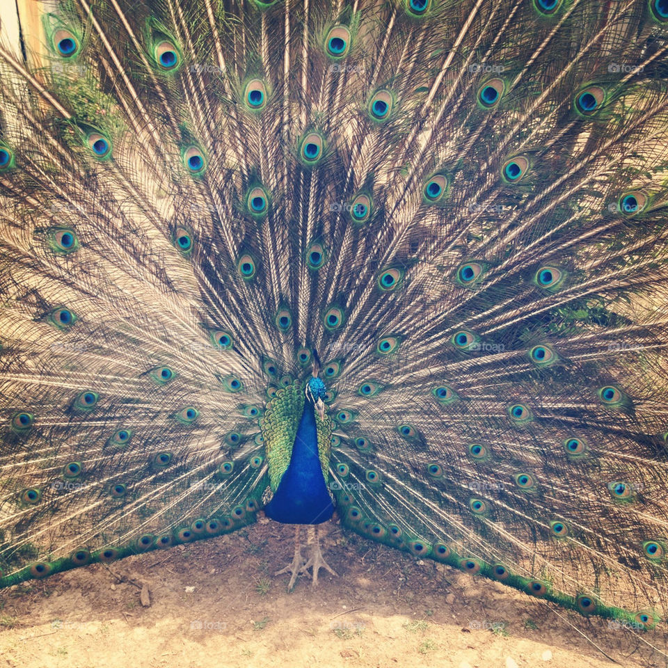 green blue gorgeous peacock by jodimisaac