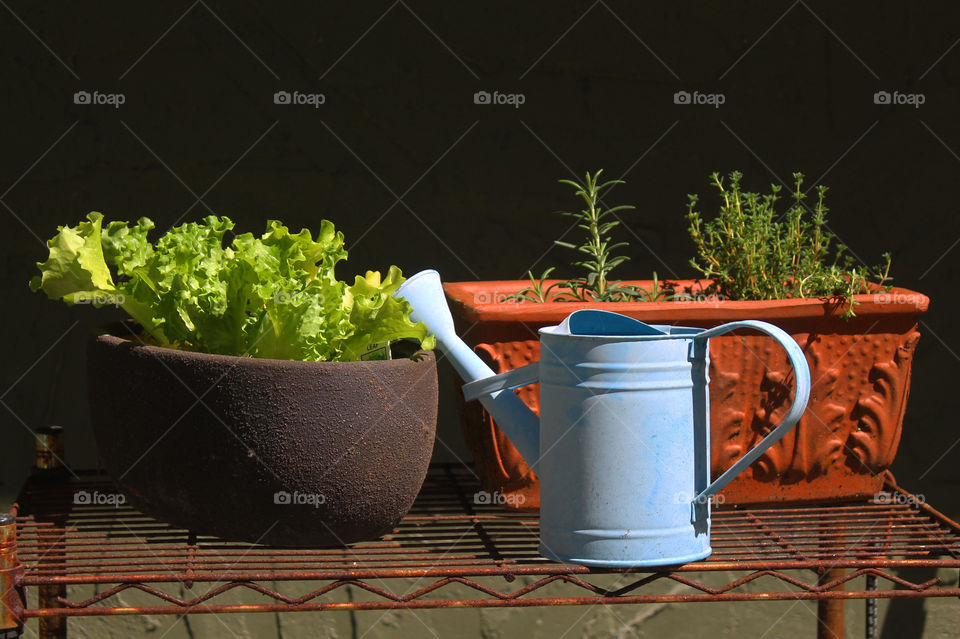 Shot of my baby blue watering can and my baby plants hardening before they can be planted in my garden.  There are some herbs;lavender thyme, rosemary, and a vibrant green leaf lettuce. 