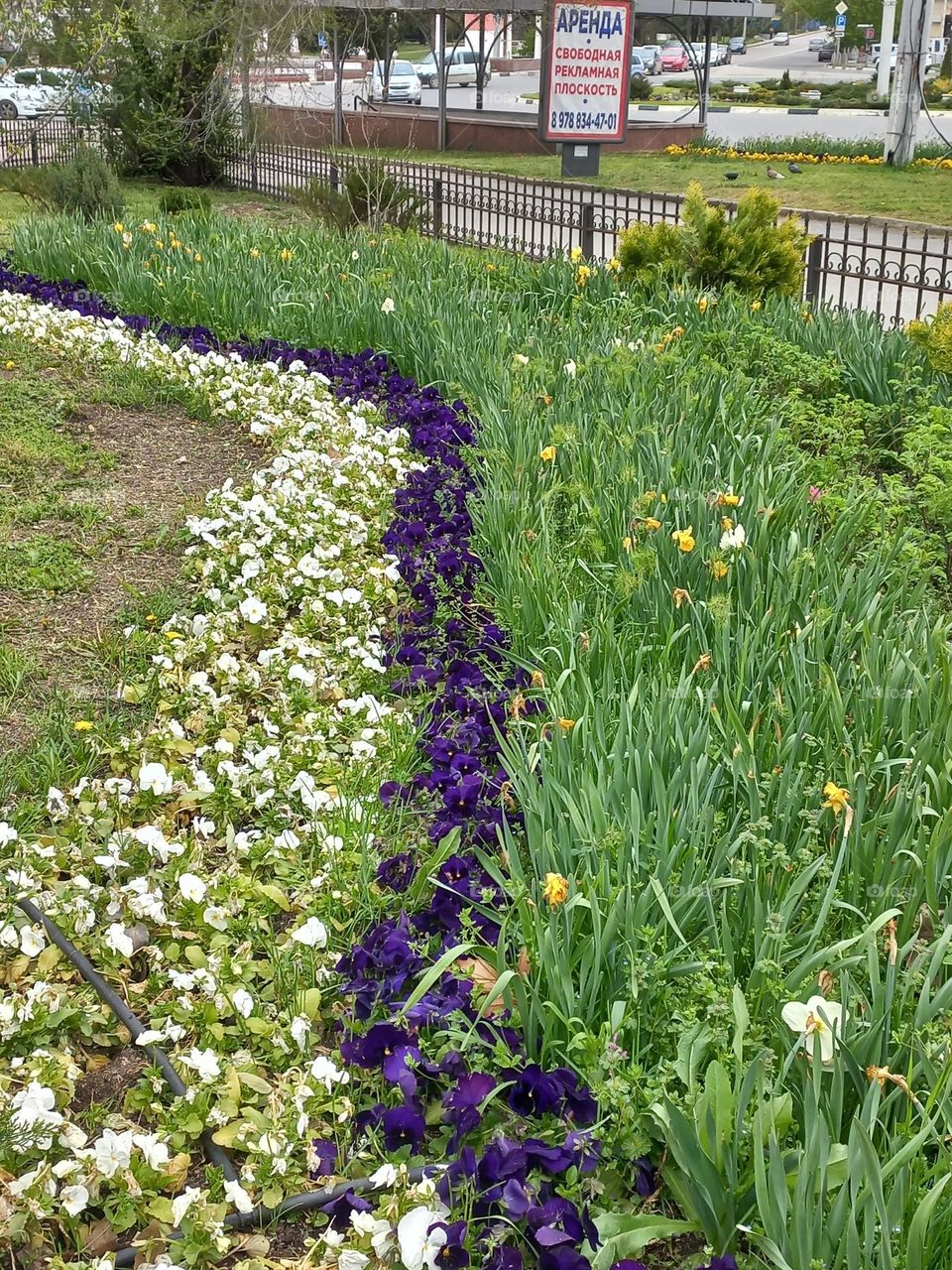 plant and flowers