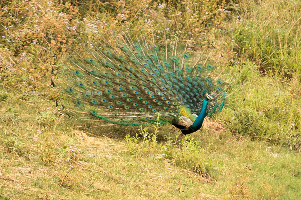 peacock with open feathers