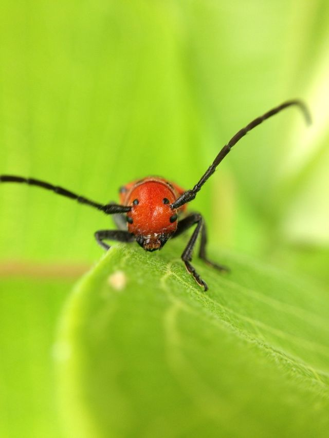 Red bug