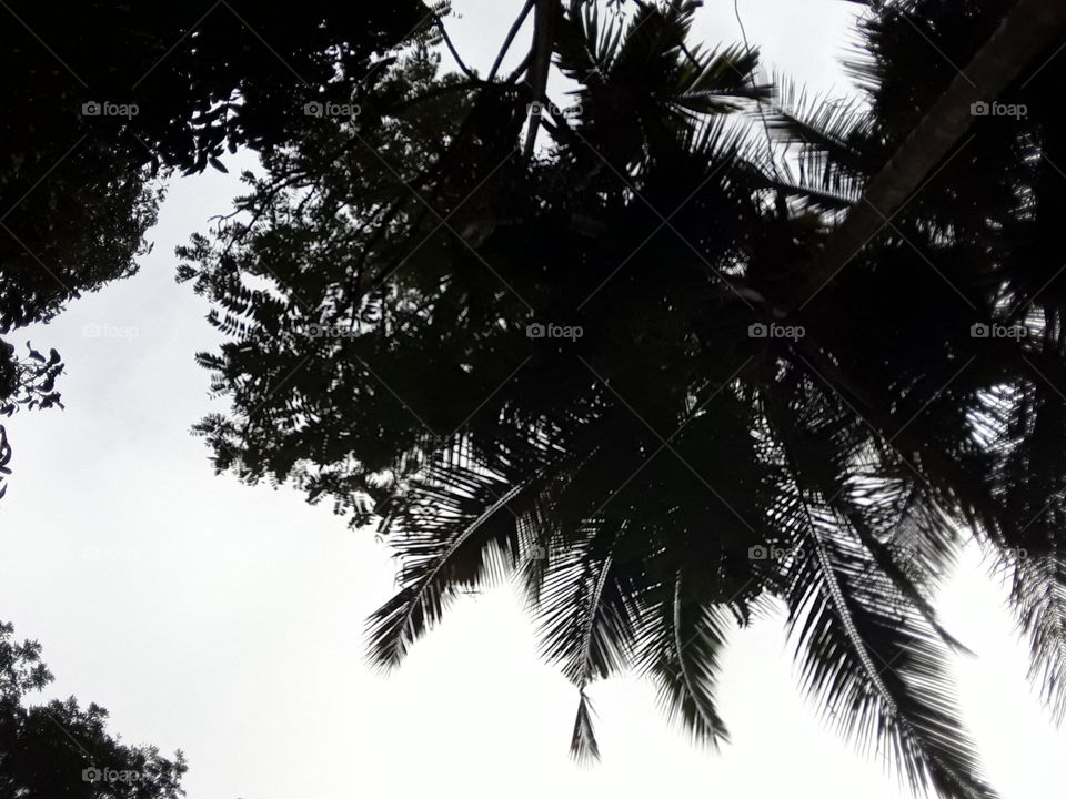 coconut tree. this is beautiful location in Sri Lanka. beautiful views of the long coconut tree.