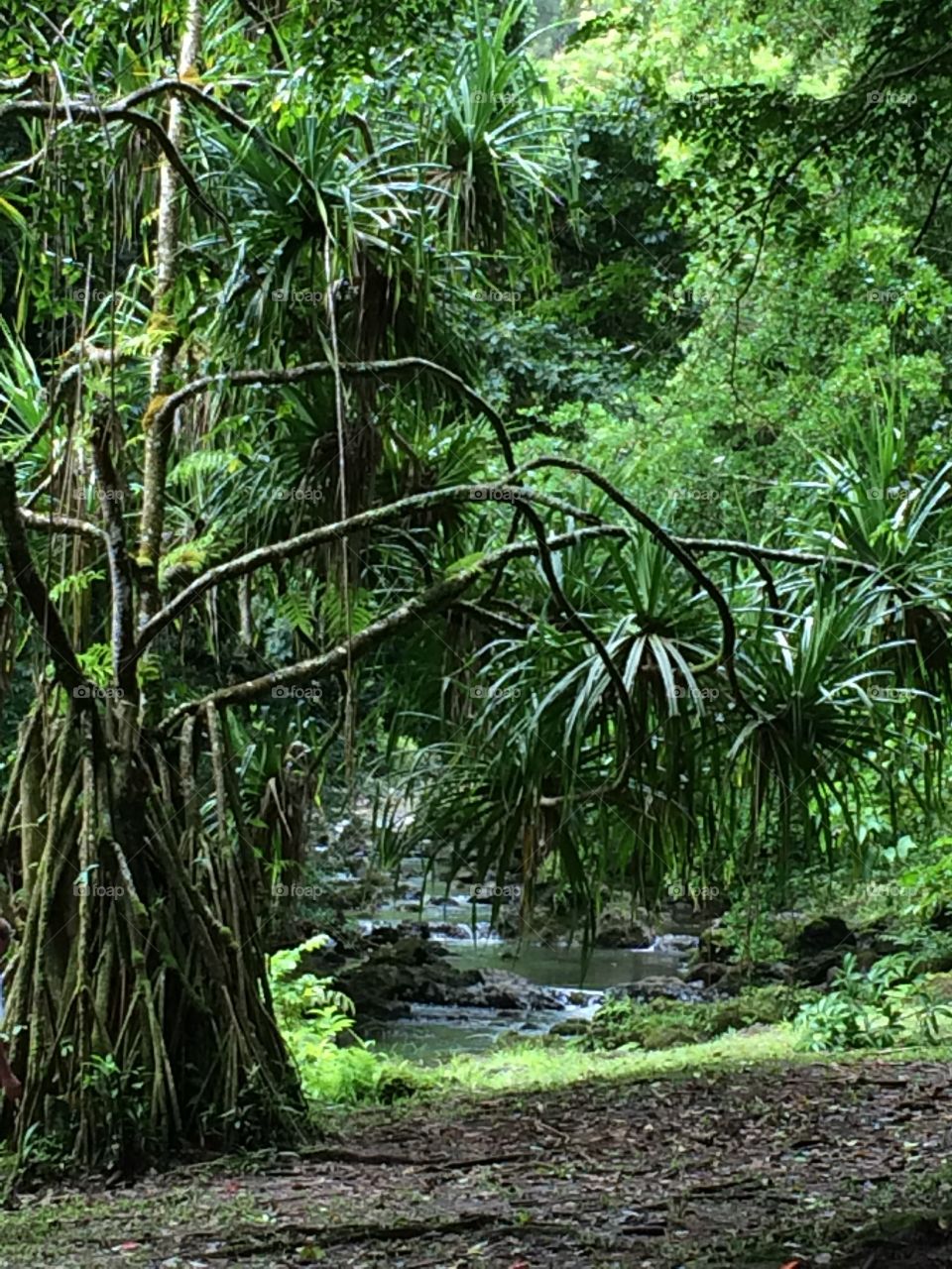 Hawaiian jungle 