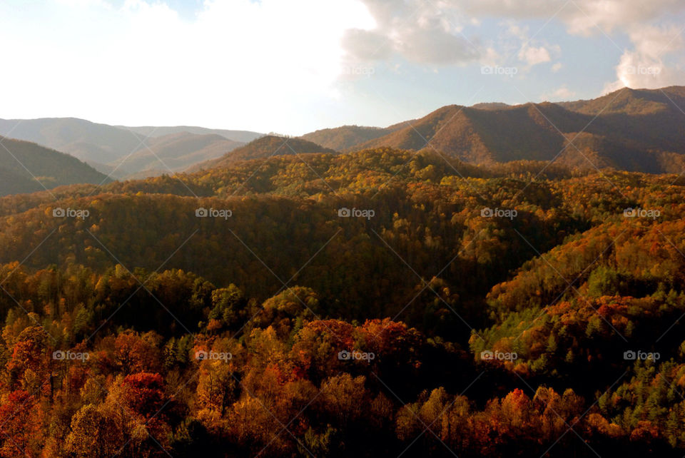 gatlinburg tennessee trees forest woods by refocusphoto