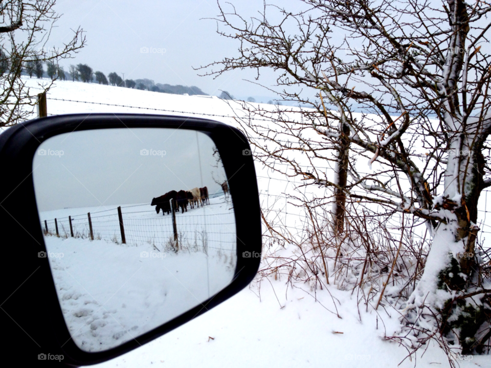 snow cold mirror cows by mike1