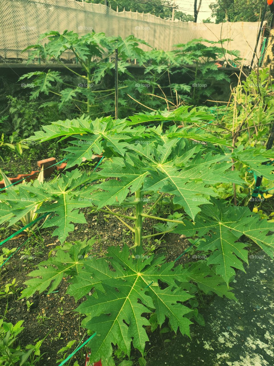 Papaya Plants
Mini Orchard
Green Beauty
Amazing leafs