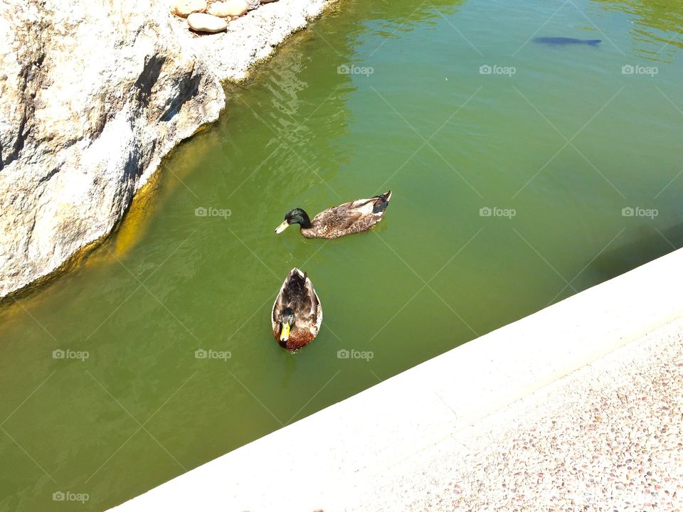 My favorite ducks in the pond. I call them "couple". 
