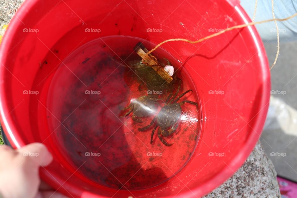 Crabs in a bucket