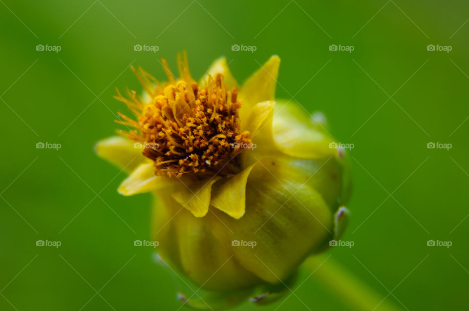 Yellow flower