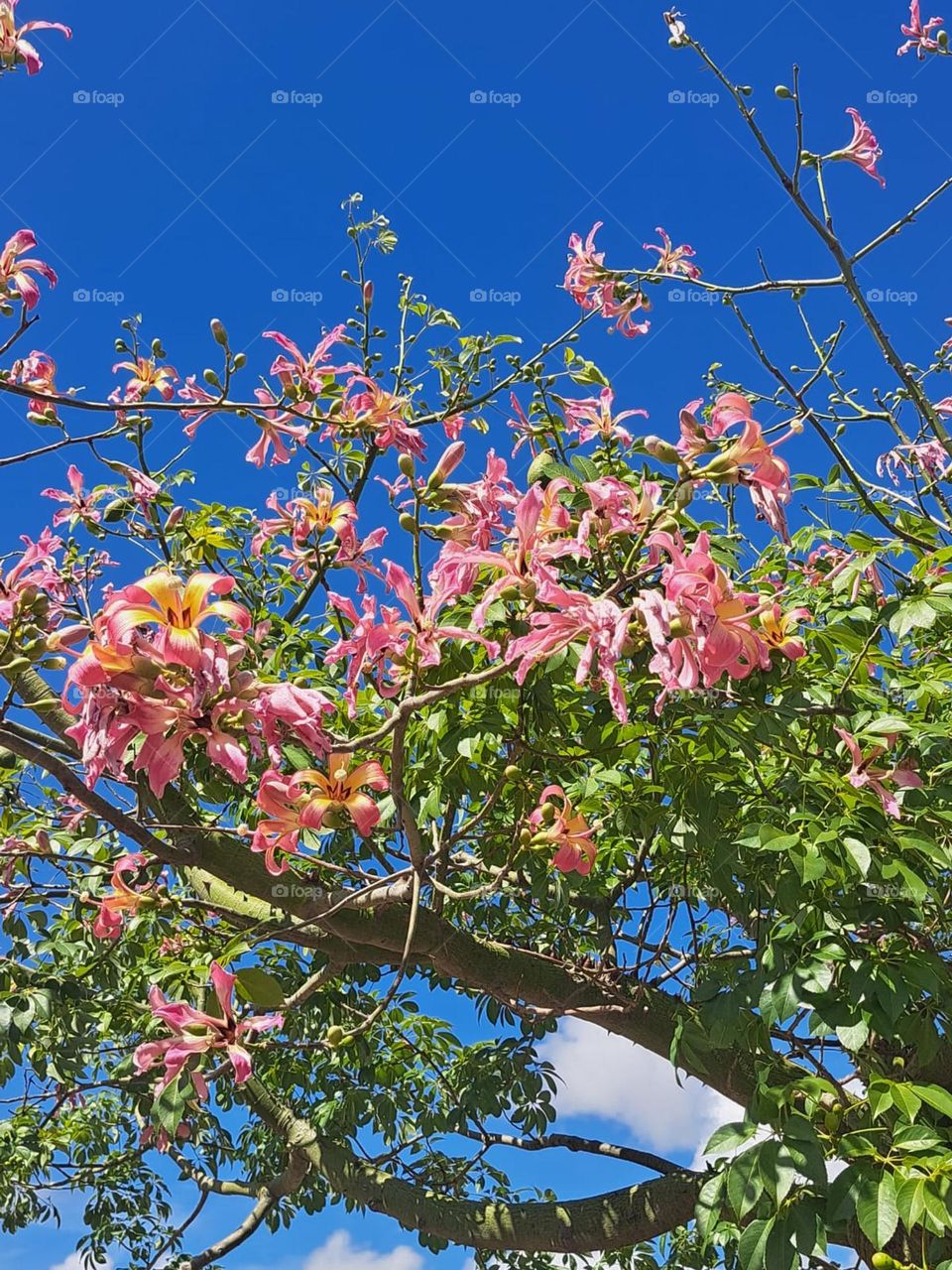 Palo Borracho Tree / Silk Floss tree