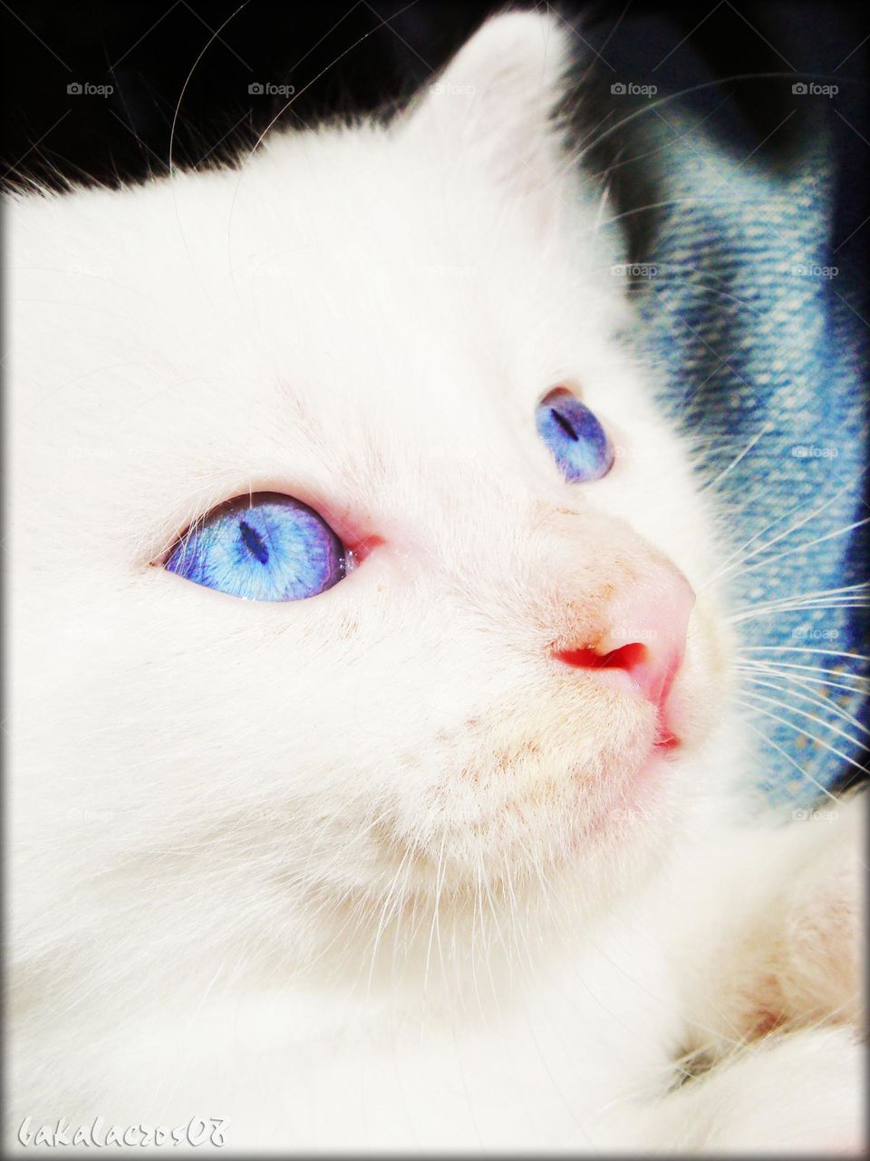 Amazing blue eyes on white cat on the beach summer holidays Crete Greece seascape wildlife beautiful nature