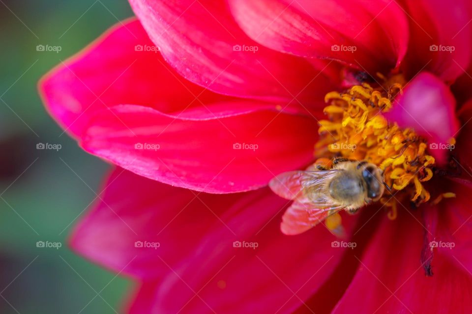 A bee at the flower