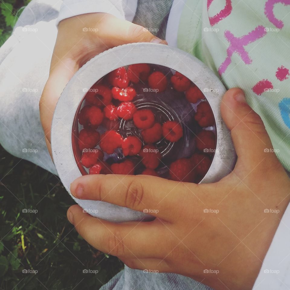 Picking wild raspberry