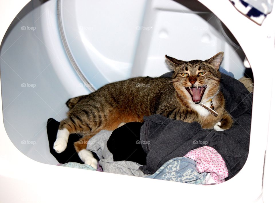 Mad Cat in the Dryer