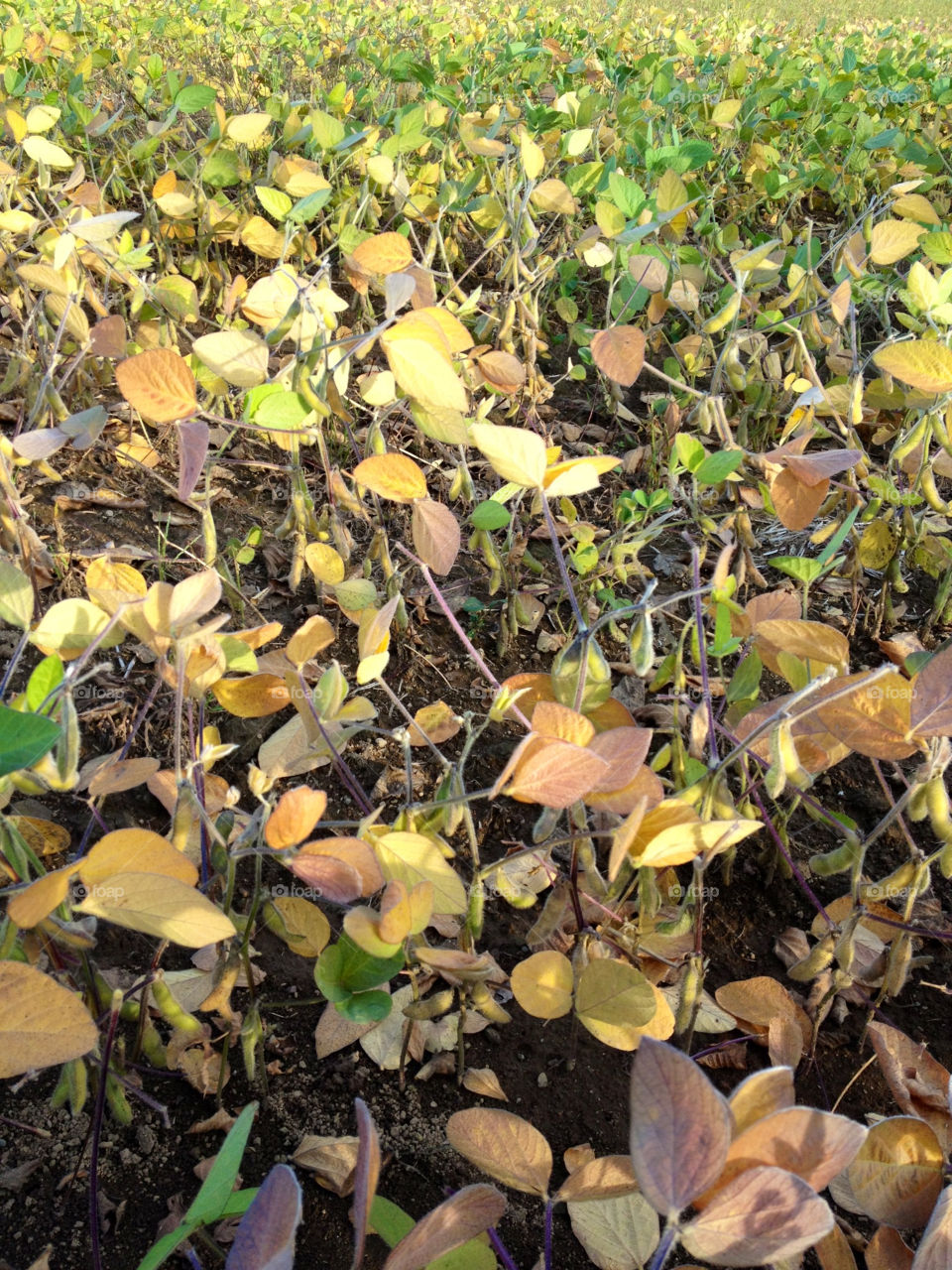 flour italy field nature by gabur64