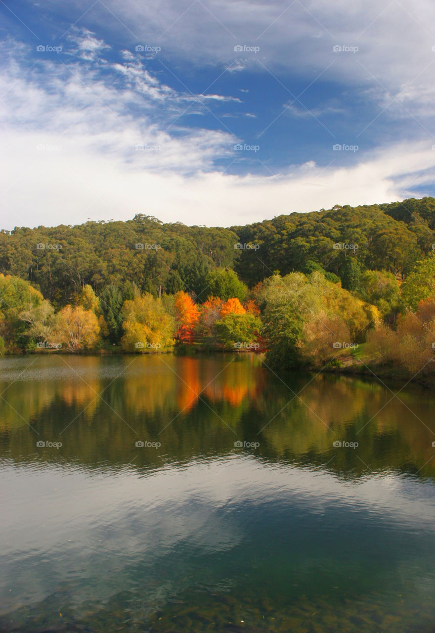 Reflection of trees in lake