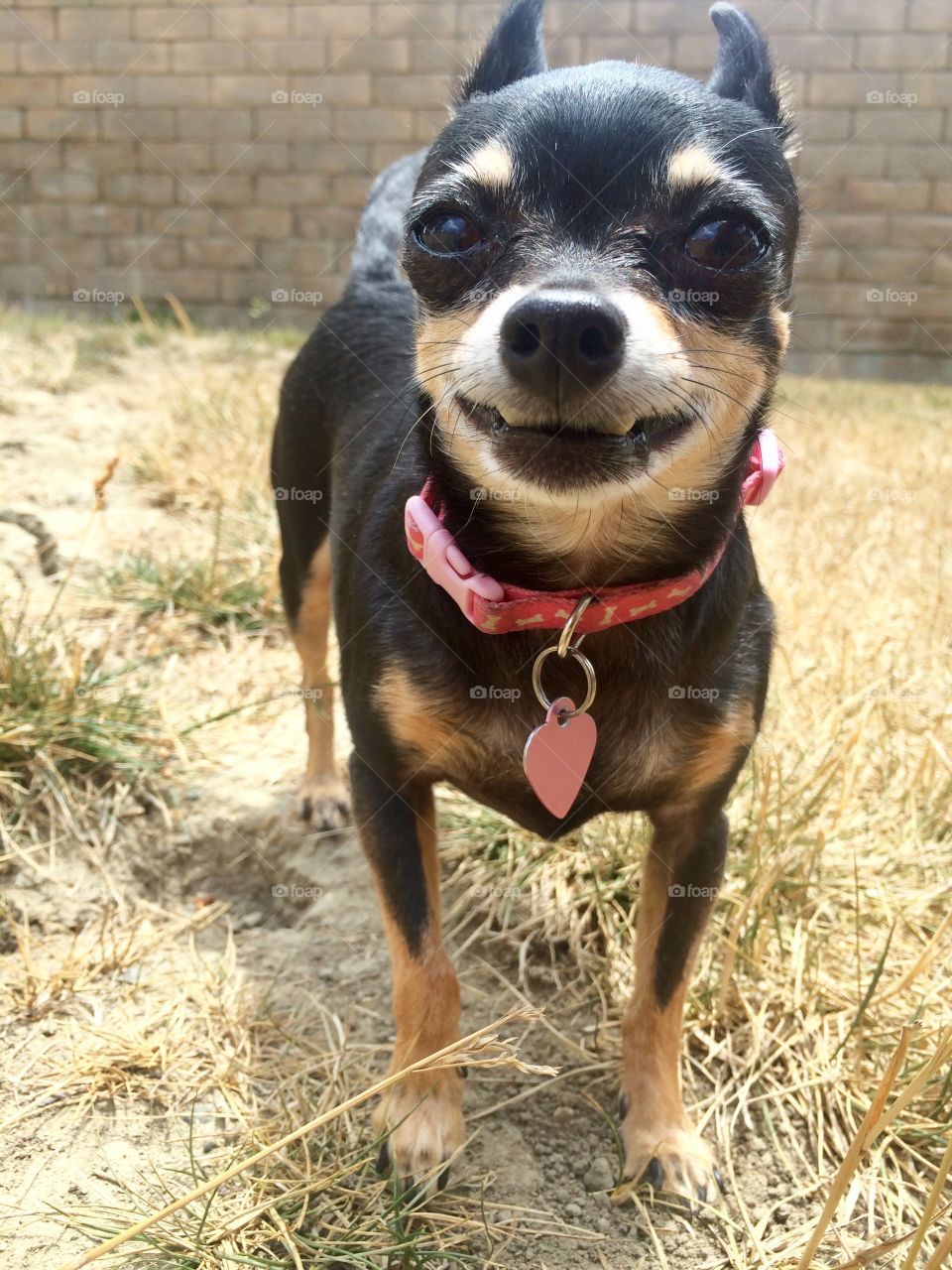 Smiling Chihuahua 