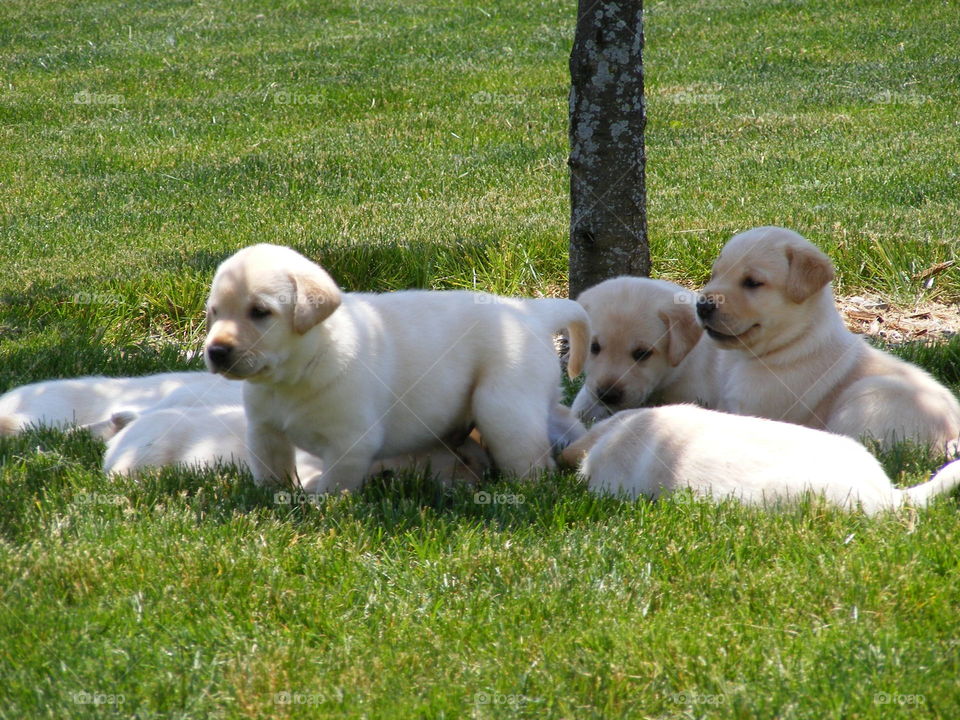 Litter of yellow lab puppies