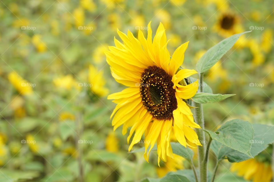 Brilliant Sunflowers 
