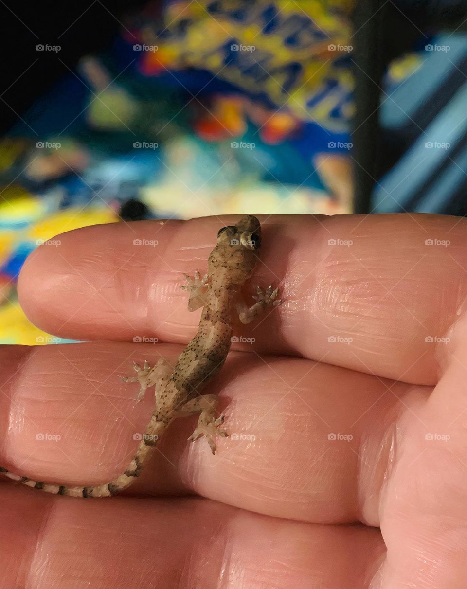 Cute Gecko At Night And Very Friendly Walking In The Hand In The City By The Surf Body Board.