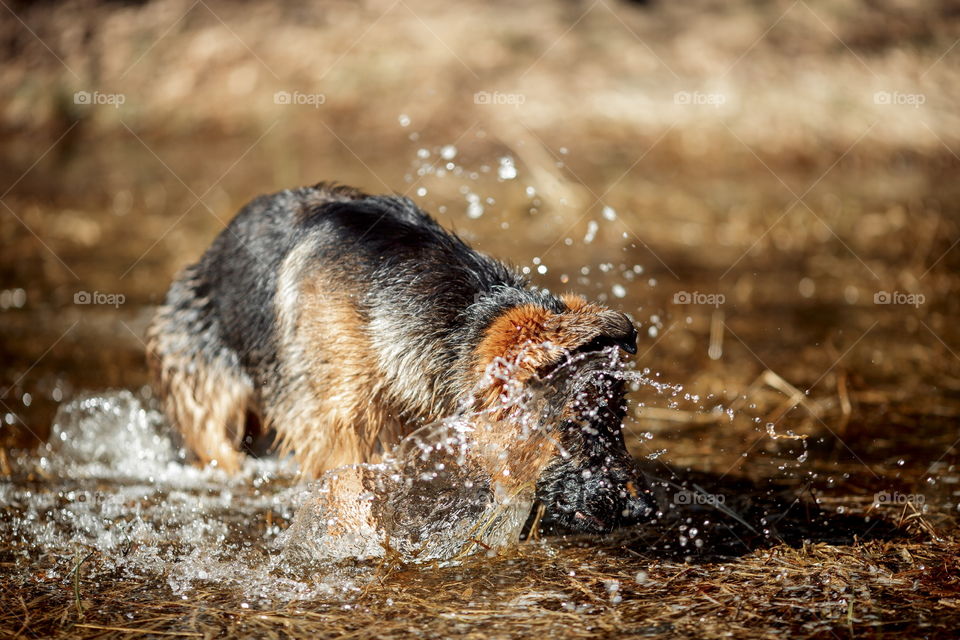 German shepherd dog outdoor have fun in a spring pond 