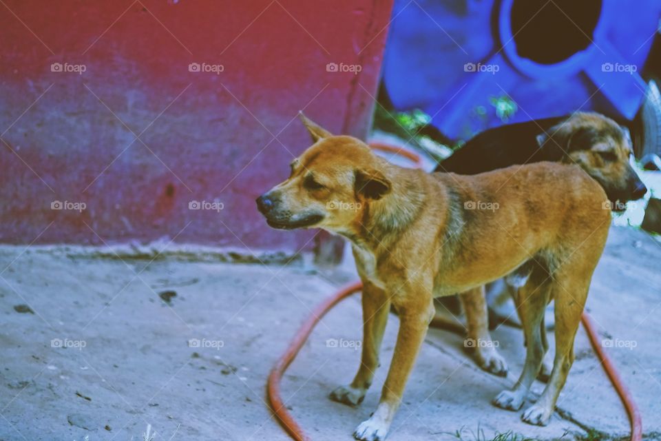 Security dogs 