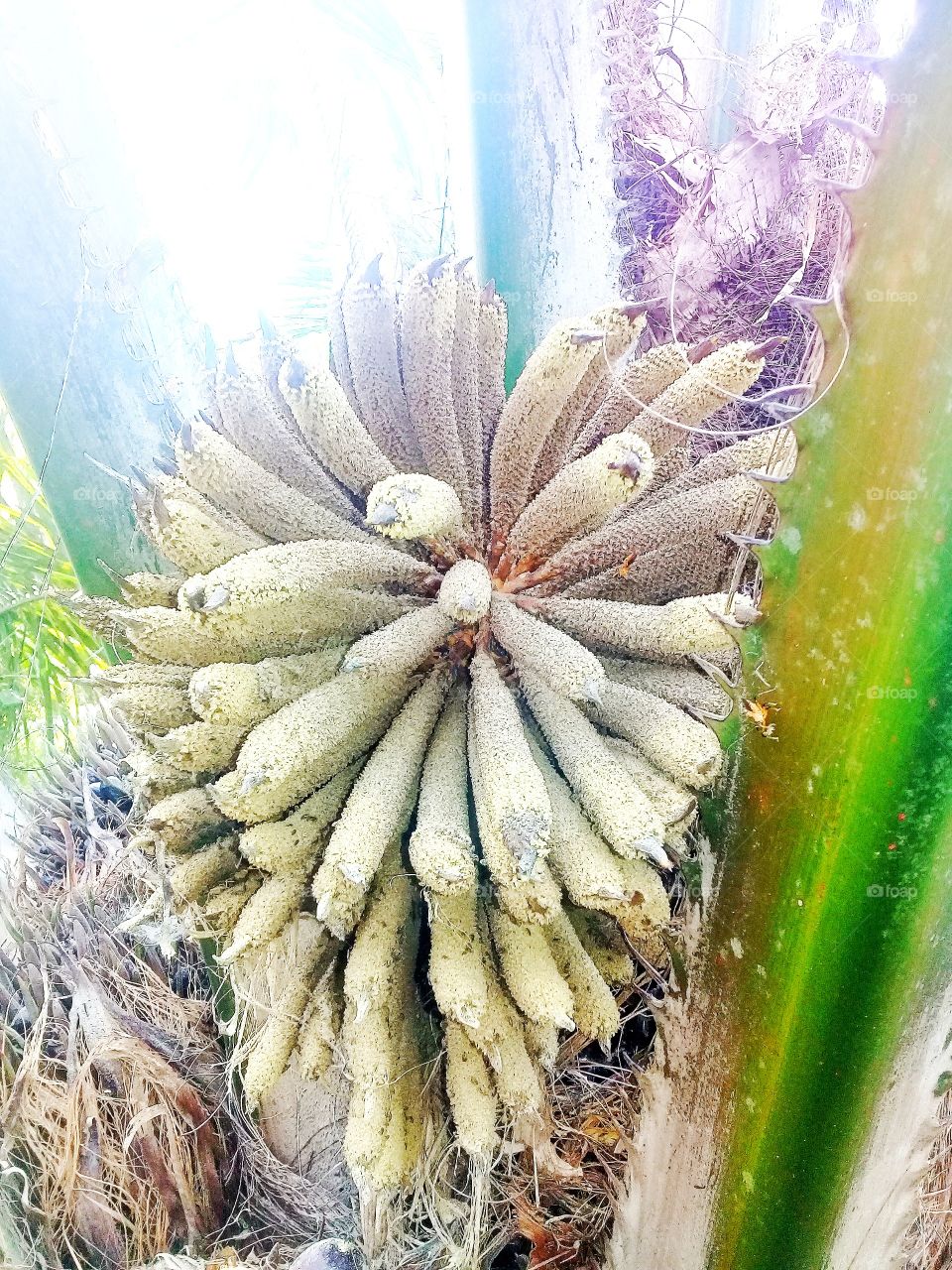 oil palm male flowers.serves to fertilize oil palm female flowers through the intermediaries of the wind or ecabius insect,seruyan,central kalimantan indonesia on 30 november 2019