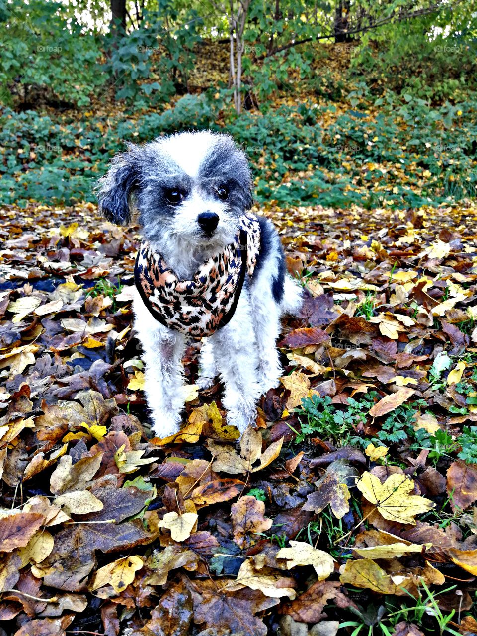 Poodle HDR