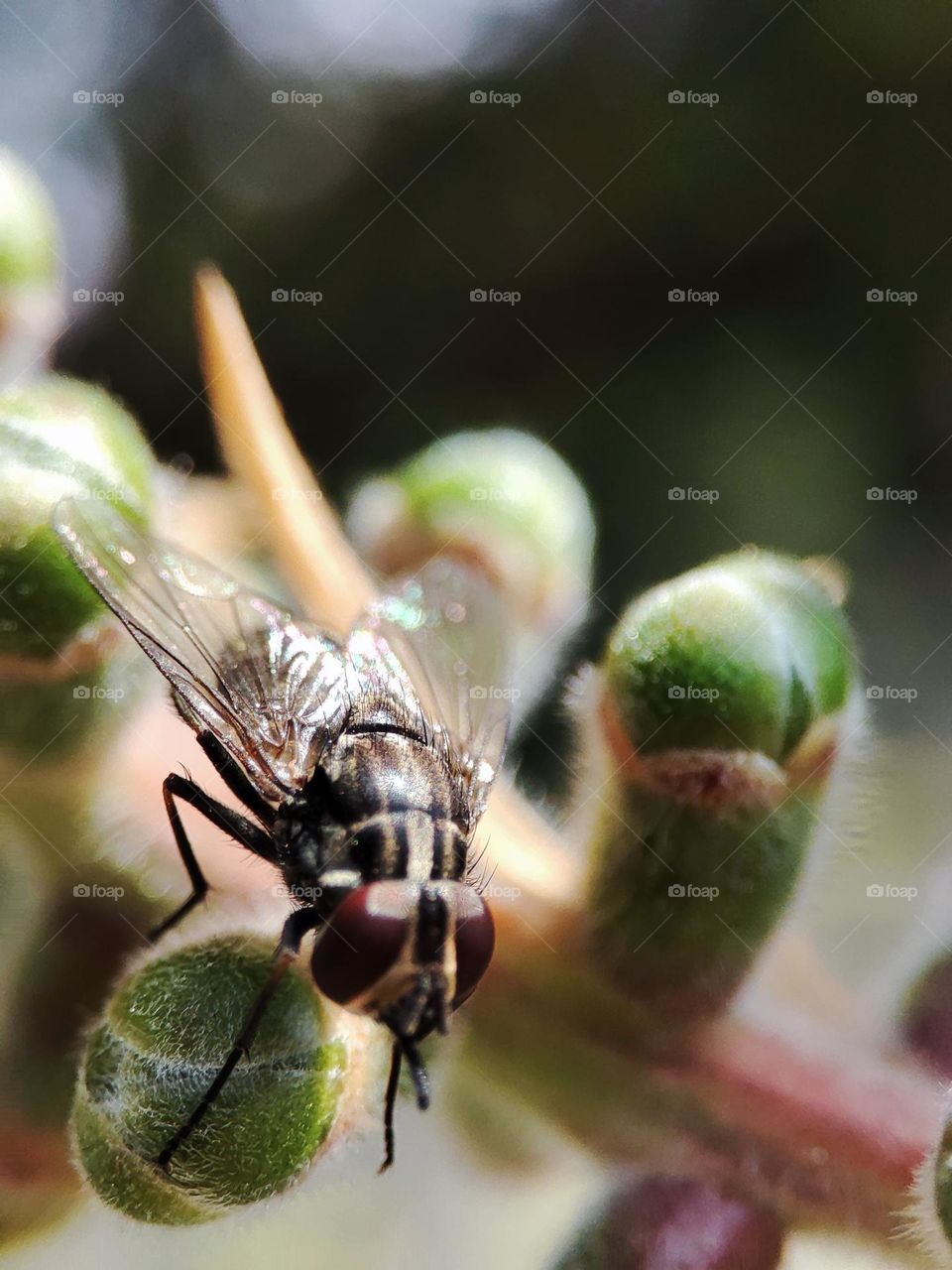 Housefly on a bottlebrush tree