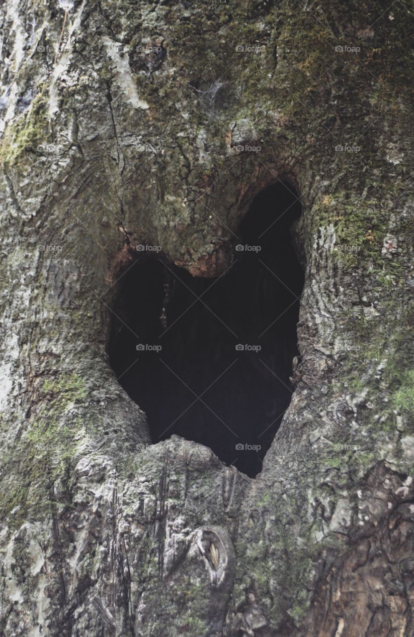 Tree heart