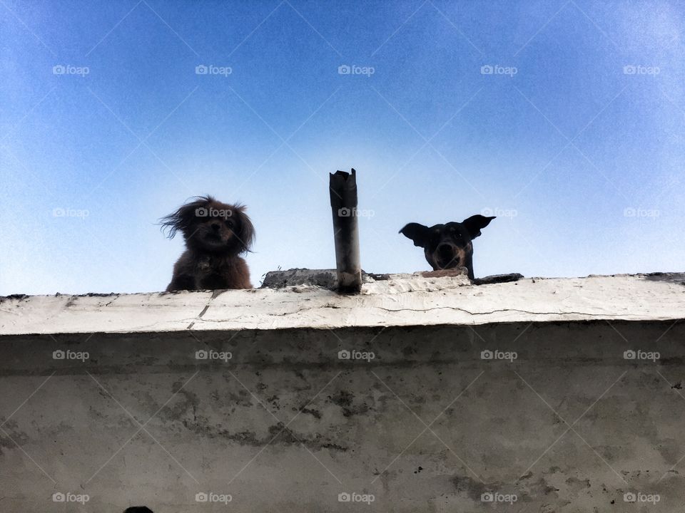 Looking up. 2 dogs on a roof in Peru
