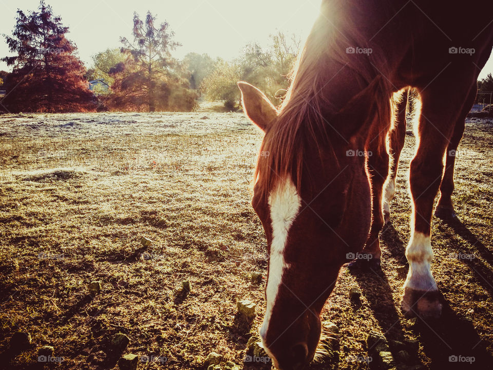 Frost and Horse Winter is Coming