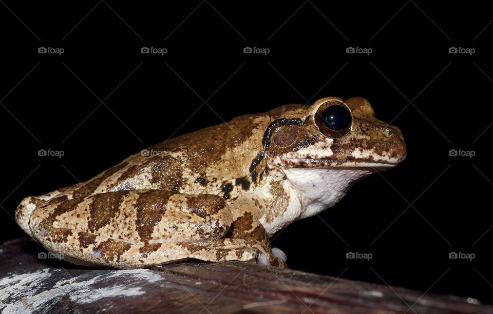 nature night portrait reptile by resnikoffdavid