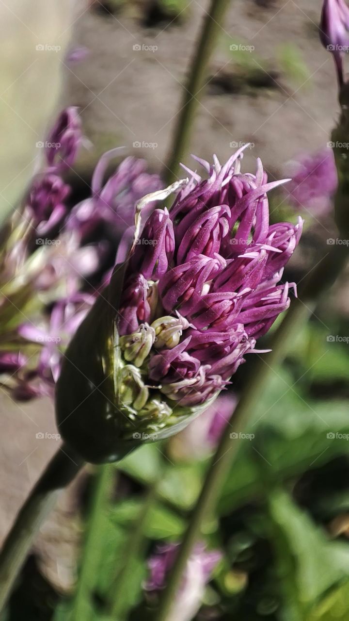 Macro photo of green grass growing in the garden