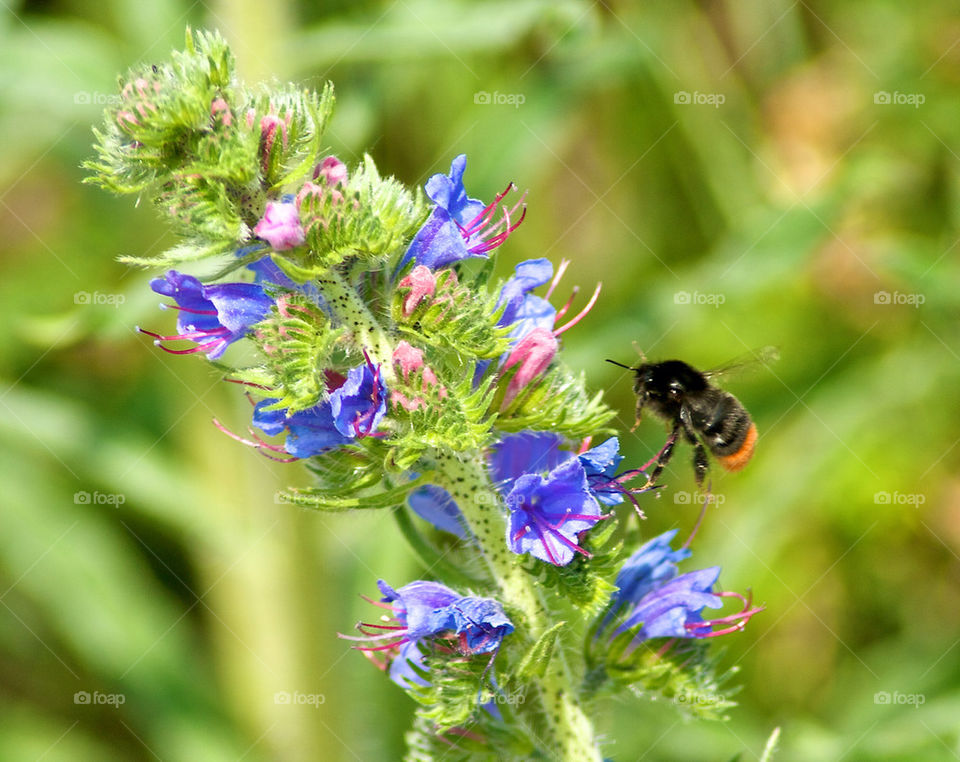 Bumble bee at work